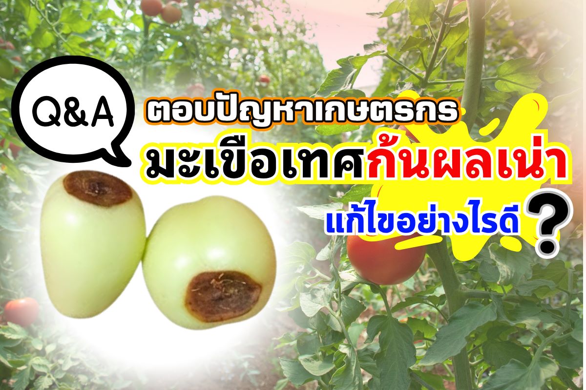 มะเขือเทศก้นผลเน่า แก้ไขอย่างไรดี?