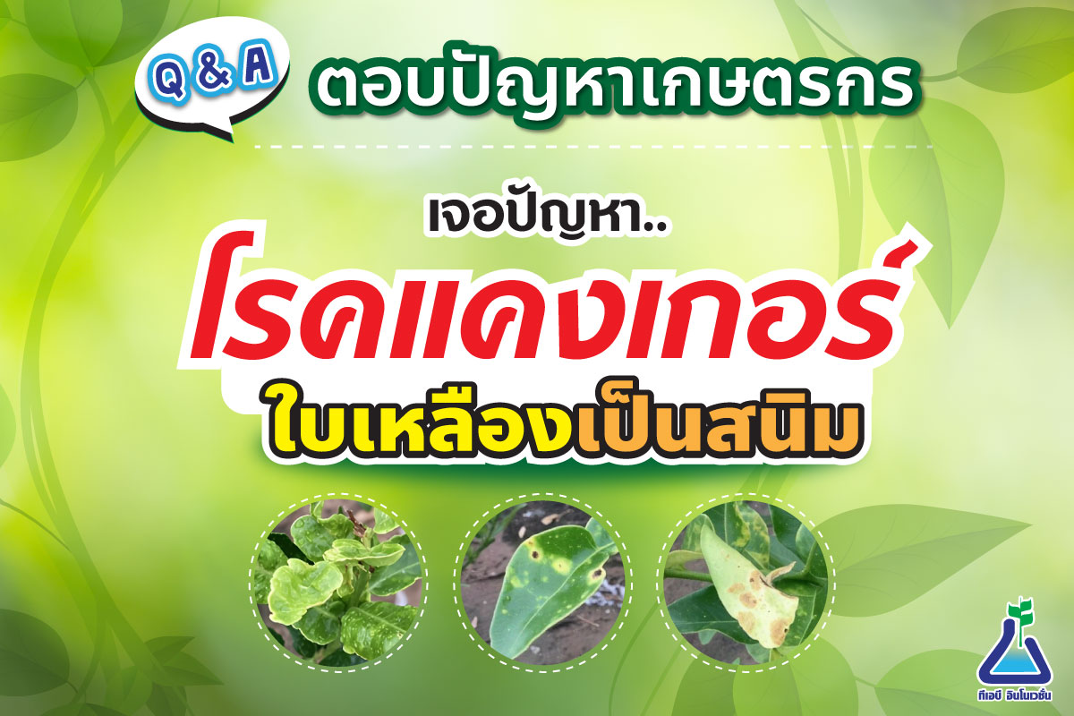 ตอบคำถามเกษตรกร : เจอปัญหาโรคแคงเกอร์ ใบเหลืองเป็นสนิม