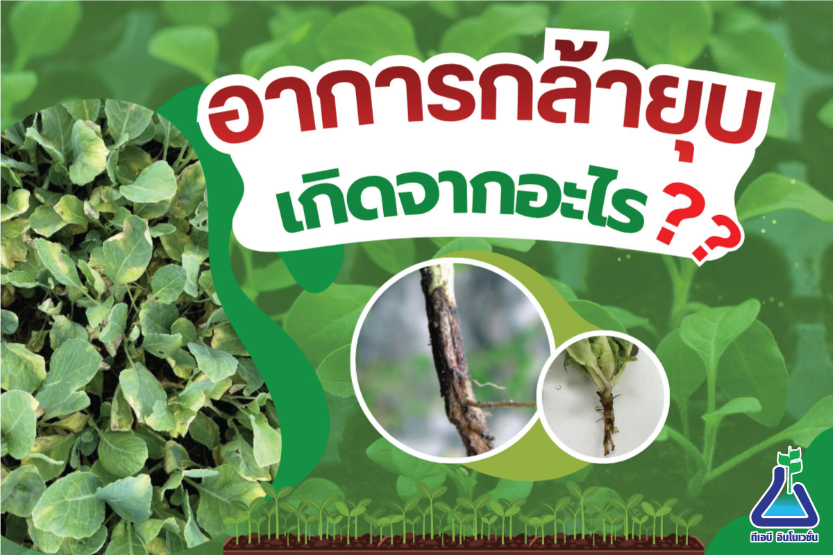 อาการกล้ายุบ เกิดจากอะไร??