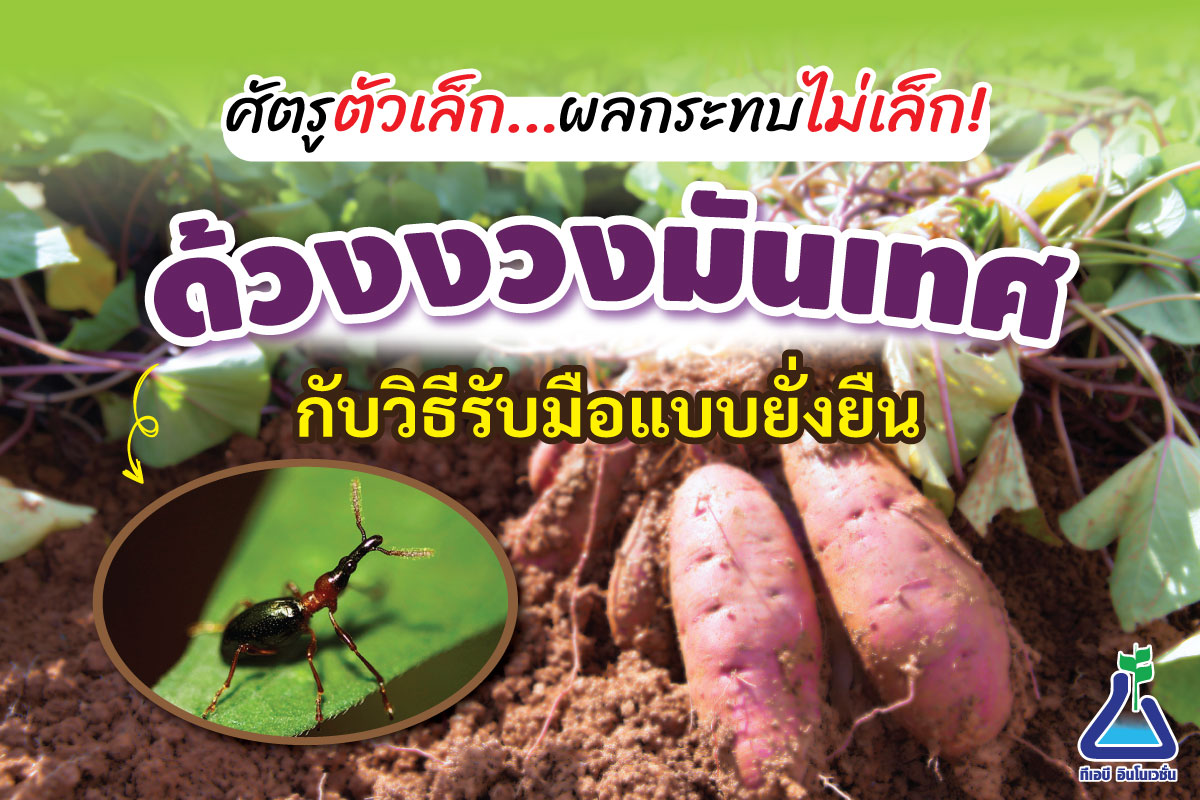 ศัตรูตัวเล็ก…ผลกระทบไม่เล็ก! ด้วงงวงมันเทศกับวิธีรับมือแบบยั่งยืน
