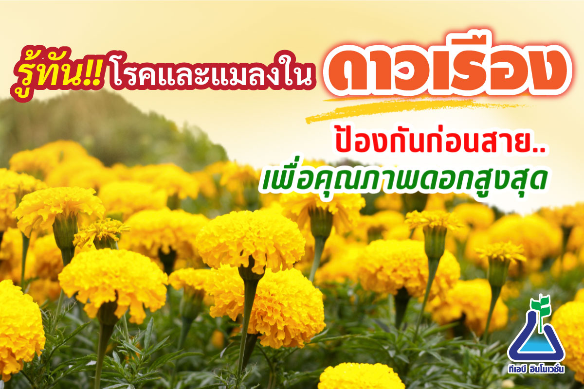 รู้ทันโรคและแมลงในดาวเรือง: ป้องกันก่อนสาย เพื่อคุณภาพดอกสูงสุด