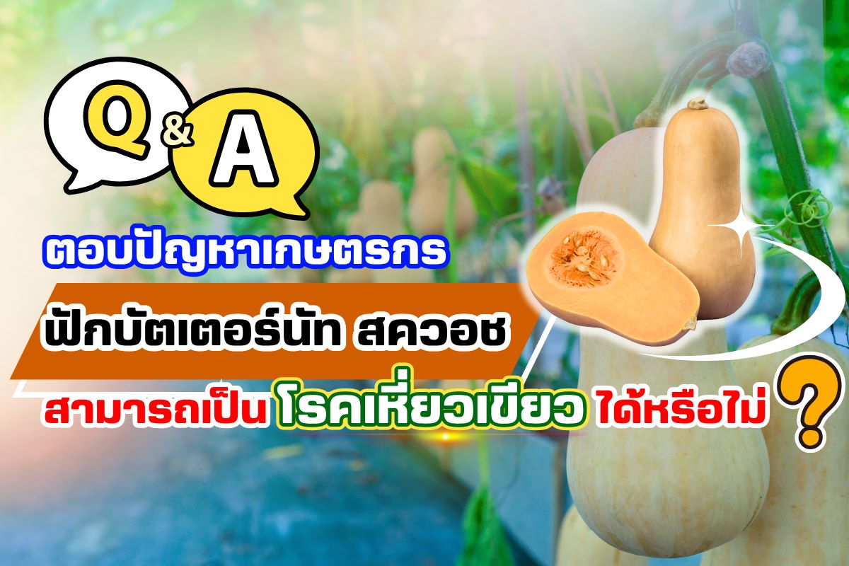 ตอบคำถามเกษตรกร ฟักบัตเตอร์นัท สควอช (Butternut Squash) สามารถเป็นโรคเหี่ยวเขียวด้วยหรือไม่