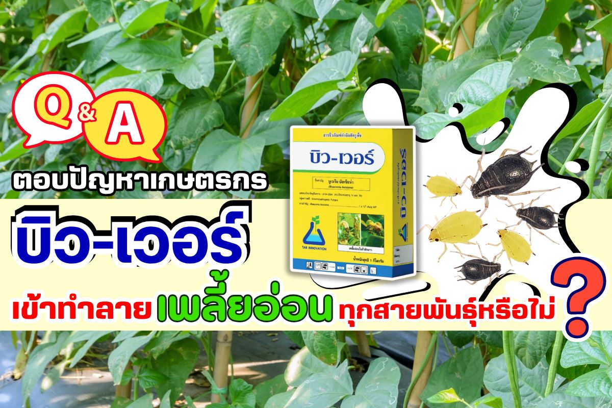 คำถามเกษตรกร บิวเวอร์เข้าทำลายเพลี้ยอ่อนทุกสายพันธุ์หรือไม่ ?