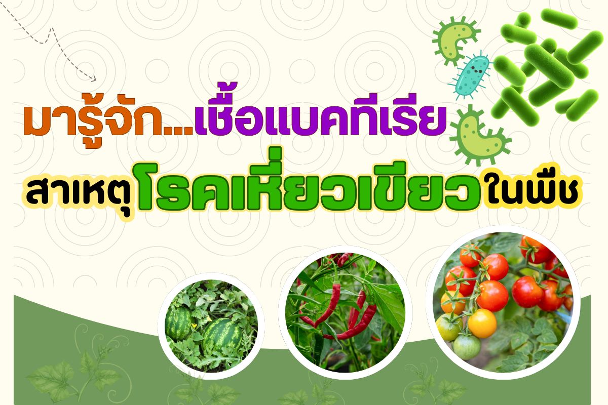 มารู้จักเชื้อแบคทีเรียสาเหตุโรคเหี่ยวเขียวในพืช