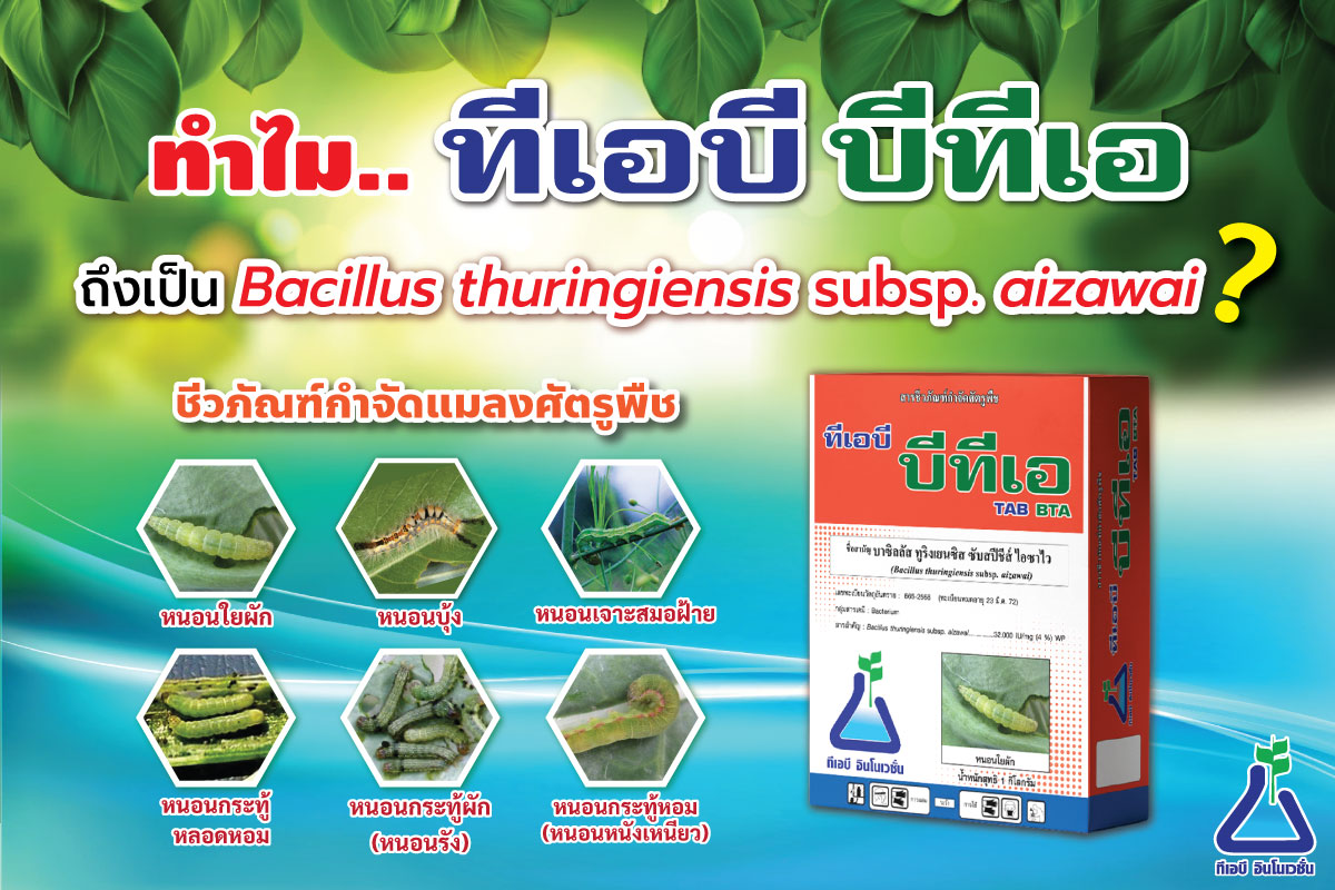 ทำไม ทีเอบี บีทีเอ ถึงเป็น Bacillus thuringiensis subsp. aizawai?