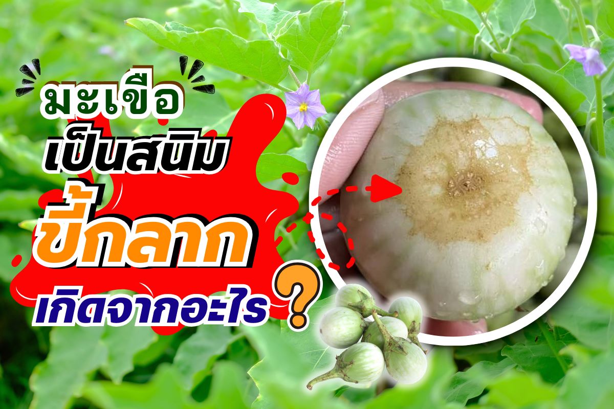 มะเขือเป็นสนิม ขี้กลาก เกิดจากอะไร