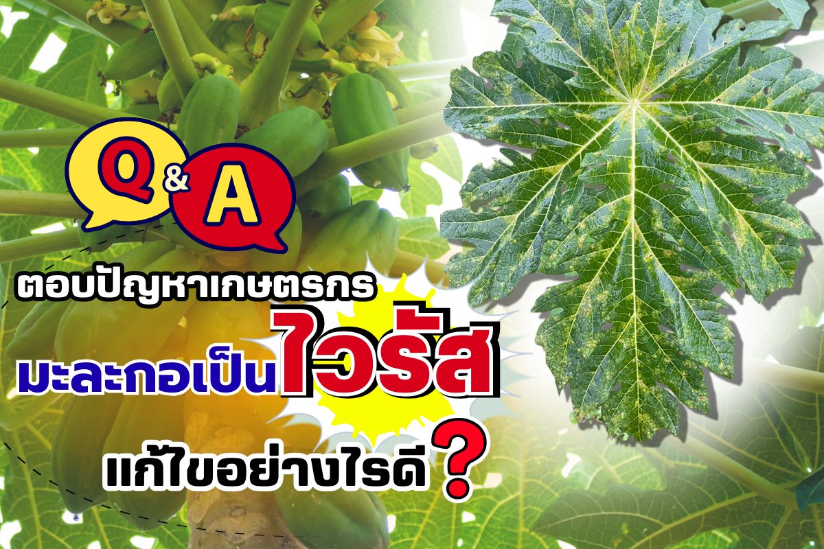 ตอบปัญหาเกษตรกร มะละกอเป็นไวรัส แก้ไขอย่างไรดี?