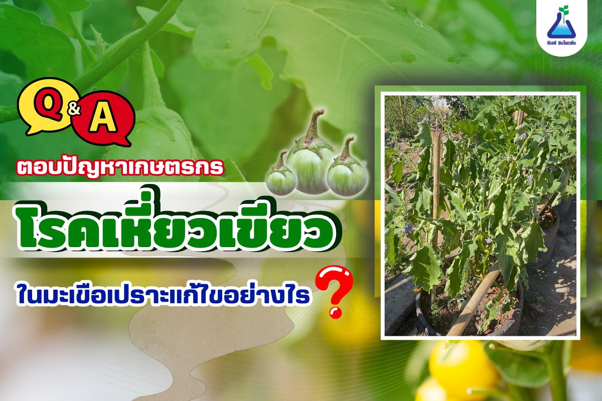 เหี่ยวเขียวในมะเขือเปราะแก้ไขอย่างไร ?