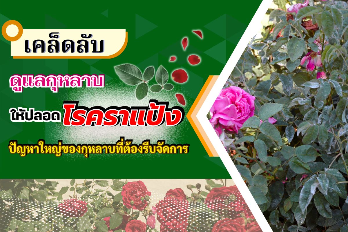 เคล็ดลับดูแลกุหลาบให้ปลอดโรคราแป้ง