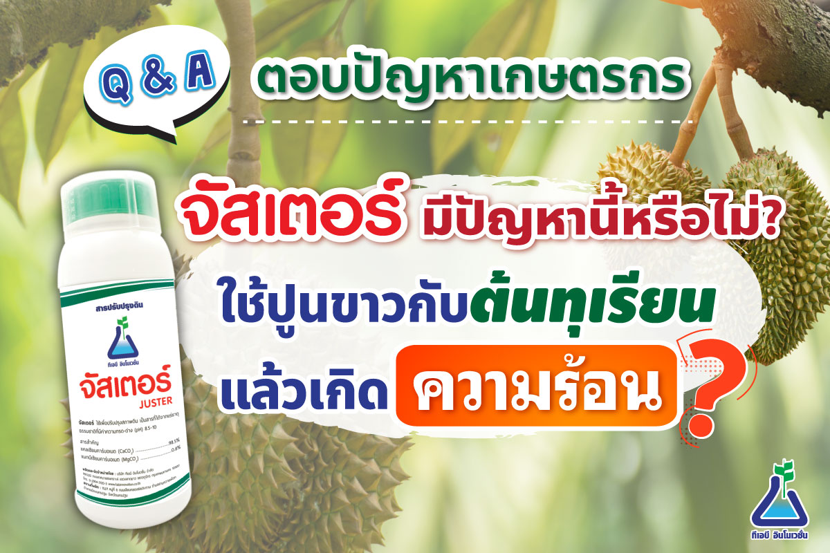 ตอบคำถามเกษตรกร จัสเตอร์มีปัญหานี้หรือไม่? ใช้ปูนขาวกับต้นทุเรียนแล้วเกิดความร้อน