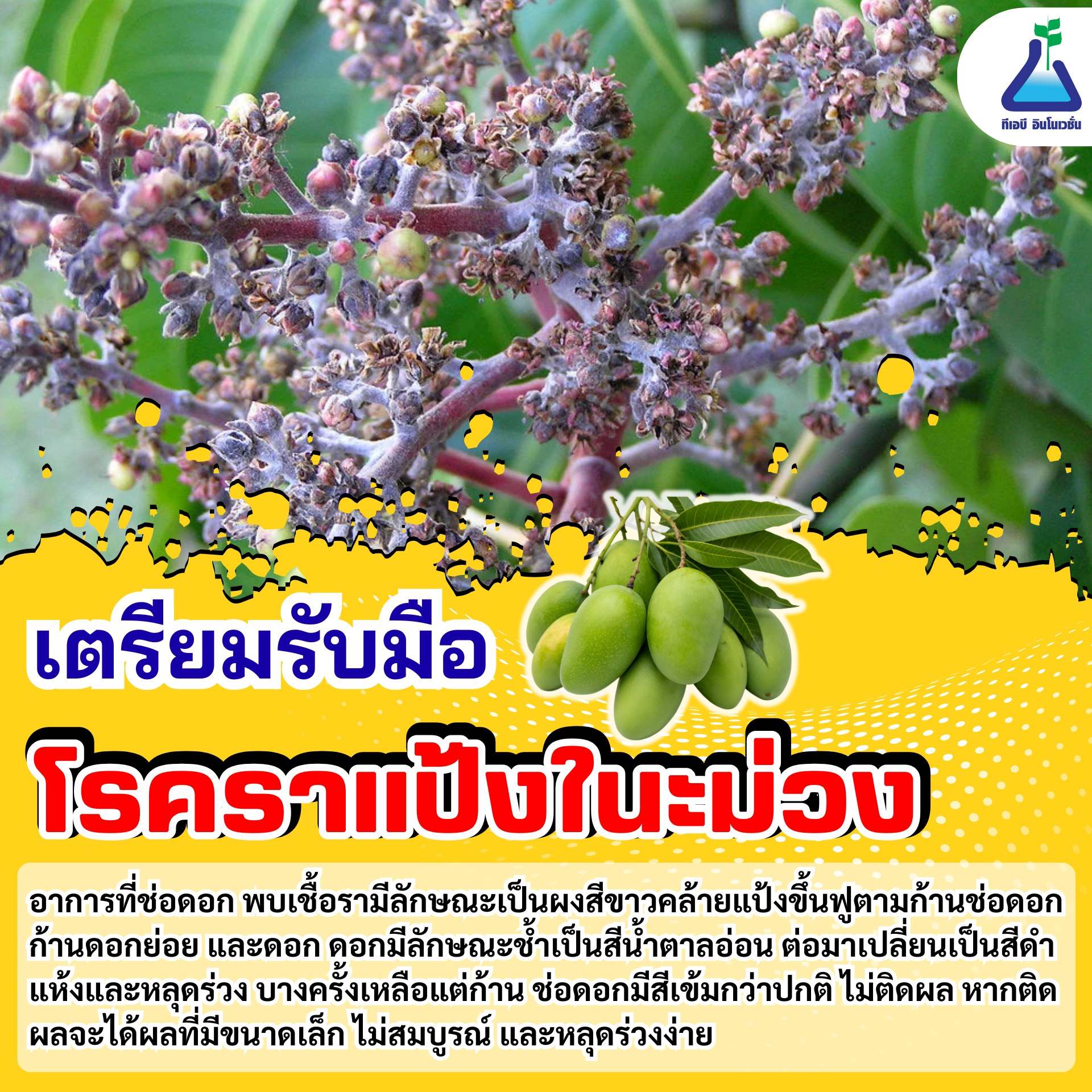 เตือนผู้ปลูกมะม่วง ในระยะออกดอก รับมือโรคราแป้ง