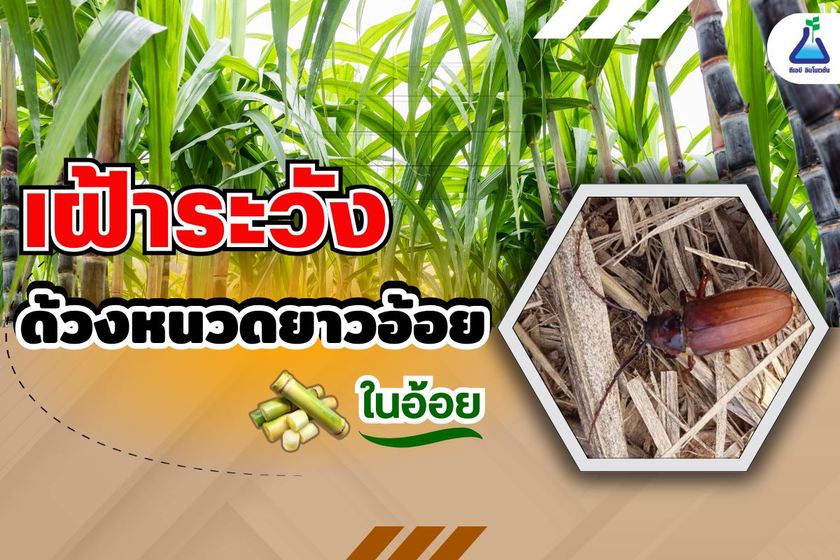 เฝ้าระวัง ด้วงหนวดยาวอ้อย ในอ้อย