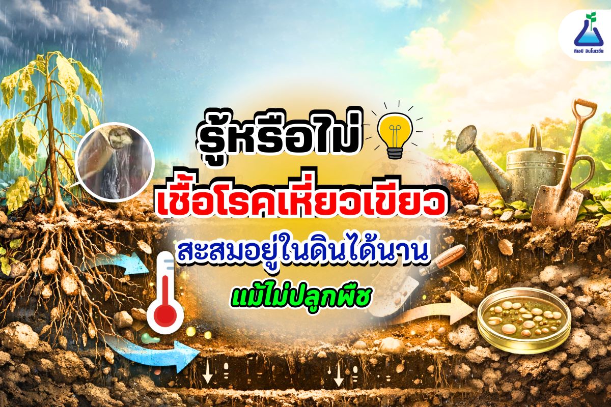 รู้หรือไม่ เชื้อโรคเหี่ยวเขียวสะสมอยู่ในดินได้นาน แม้ไม่ปลูกพืช