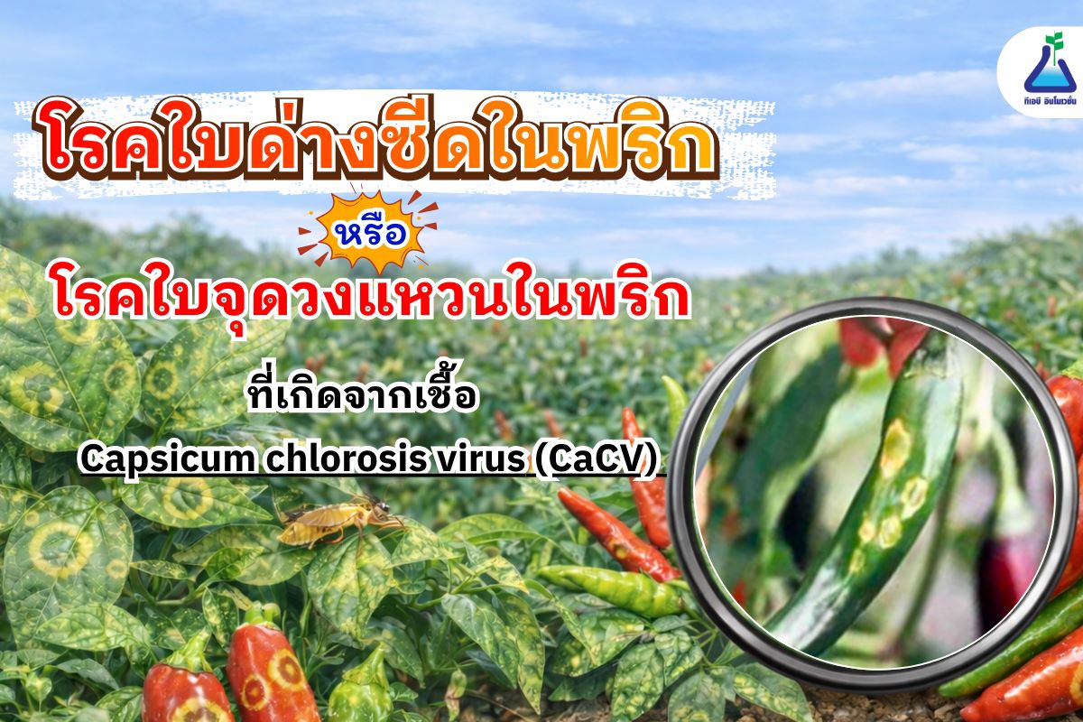 โรคใบด่างซีดในพริก หรือโรคใบจุดวงแหวนในพริก