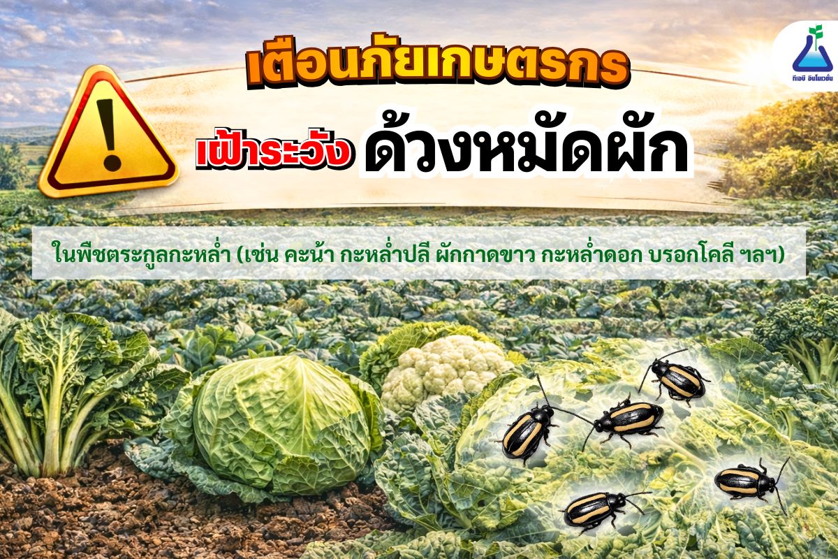 เตือนภัยเกษตรกร เฝ้าระวัง ด้วงหมัดผัก ในพืชตระกูลกะหล่ำ