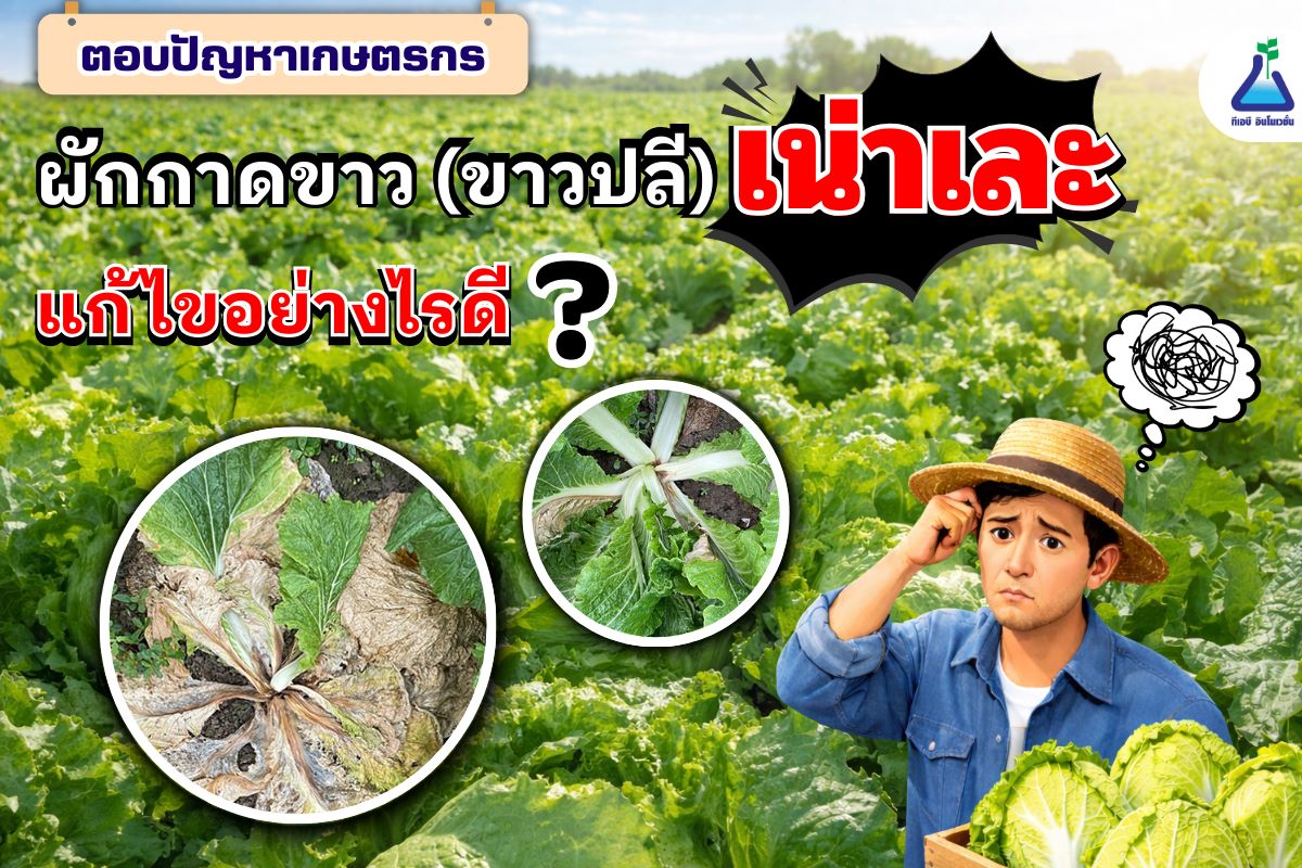 ตอบคำถามเกษตรกร โรคเน่าเละในผักกาดขาว (ขาวปลี)