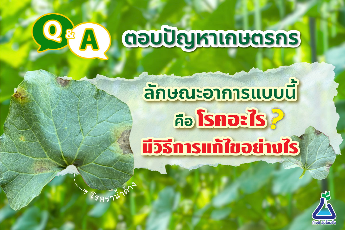 ตอบคำถามเกษตรกร ลักษณะอาการแบบนี้คือโรคอะไร และมีวิธีการแก้ไขอย่างไร