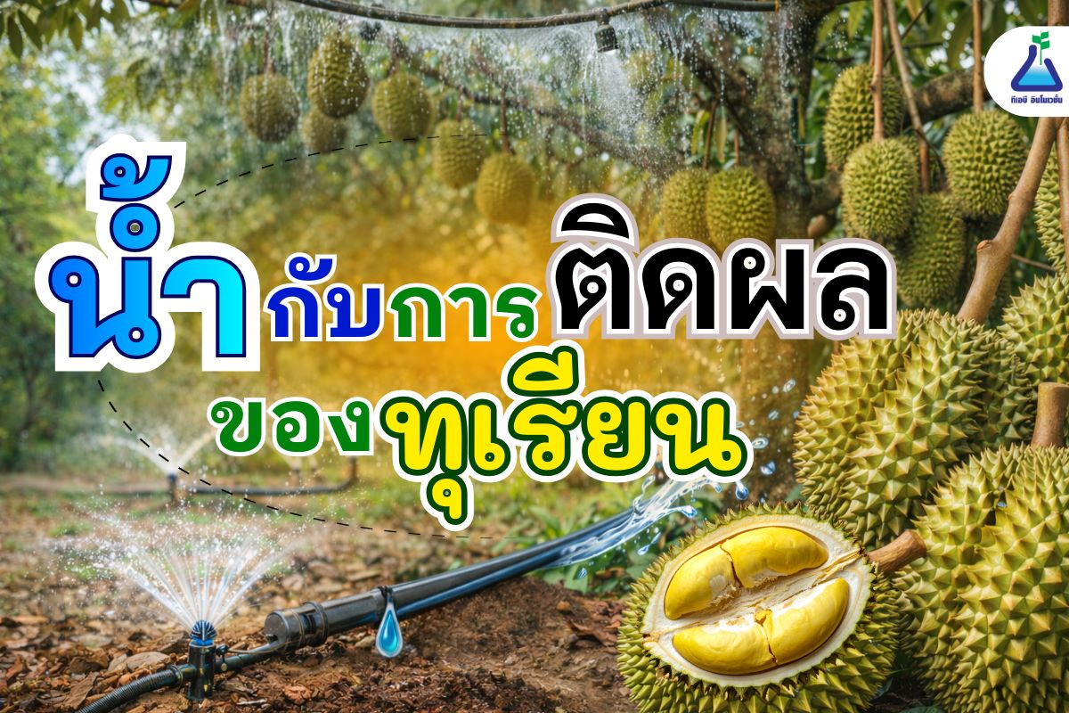 น้ำกับการติดผลของทุเรียน