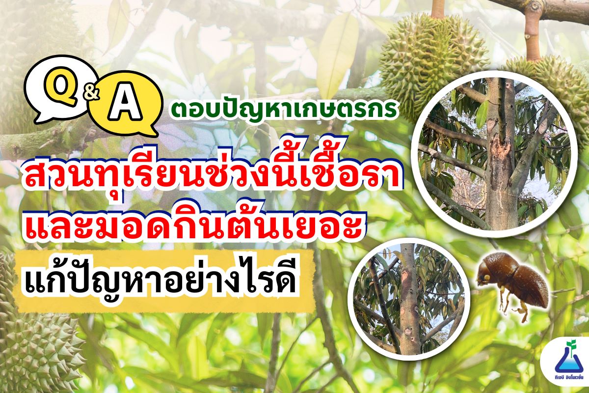 ตอบคำถามเกษตรกร สวนทุเรียนช่วงนี้เชื้อราและมอดกินต้นเยอะ สามารถทำอย่างไรได้บ้าง