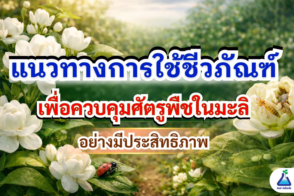 แนวทางการใช้ชีวภัณฑ์เพื่อควบคุมศัตรูพืชในมะลิอย่างมีประสิทธิภาพ