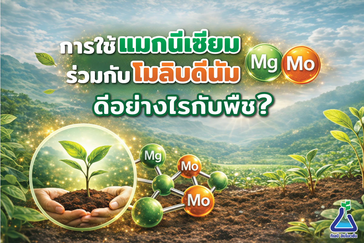 การใช้แมกนีเซียมร่วมกับโมลิบดีนัม ดีอย่างไรกับพืช?