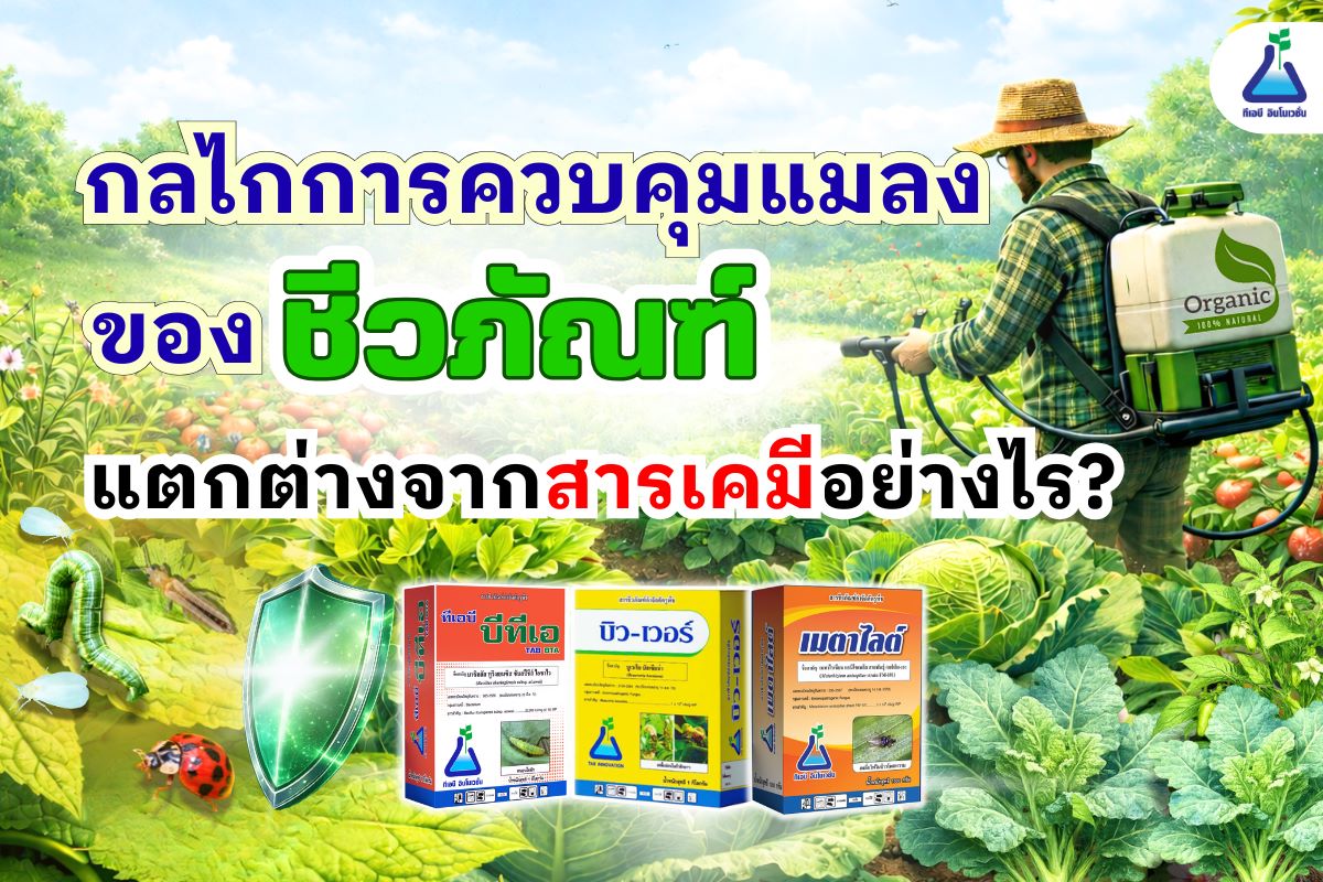 กลไกการควบคุมแมลงของชีวภัณฑ์ แตกต่างจากสารเคมีอย่างไร?