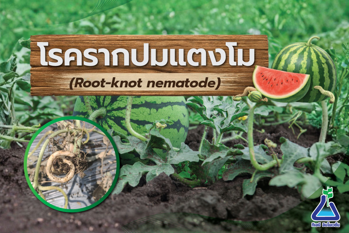 โรครากปมแตงโม (Root-knot nematode)