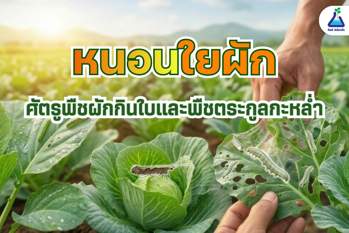 หนอนใยผัก ศัตรูพืชผักกินใบและพืชตระกูลกะหล่ำ