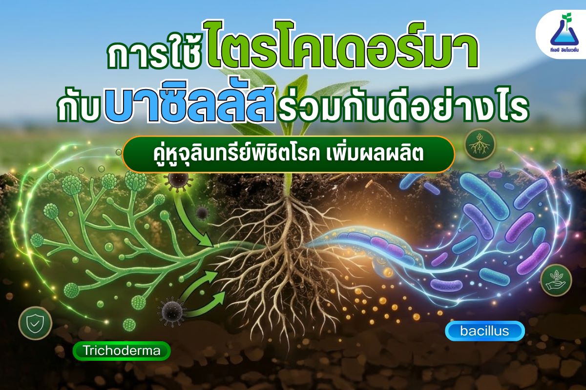 การใช้ ไตรโคเดอร์มา กับบาซิลลัสร่วมกันดีอย่างไร