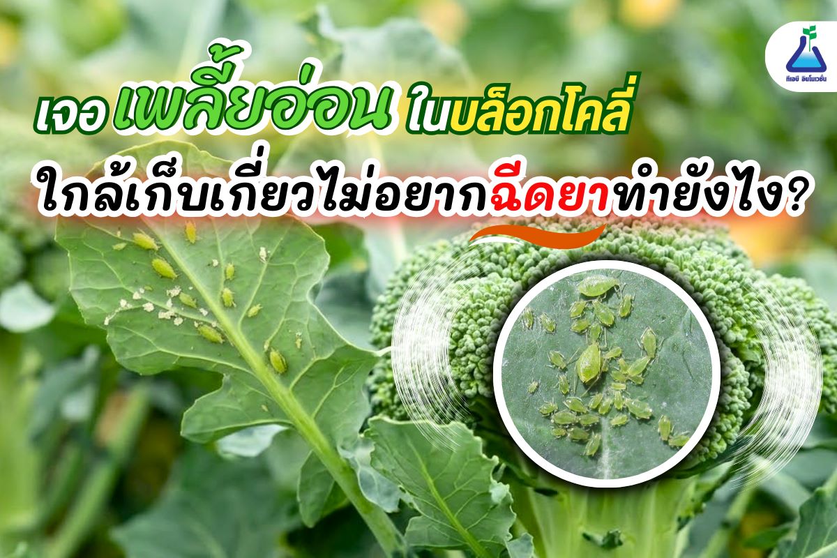 เจอเพลี้ยอ่อนในบล็อกโคลี่ใกล้เก็บเกี่ยวไม่อยากฉีดยาทำยังไง?