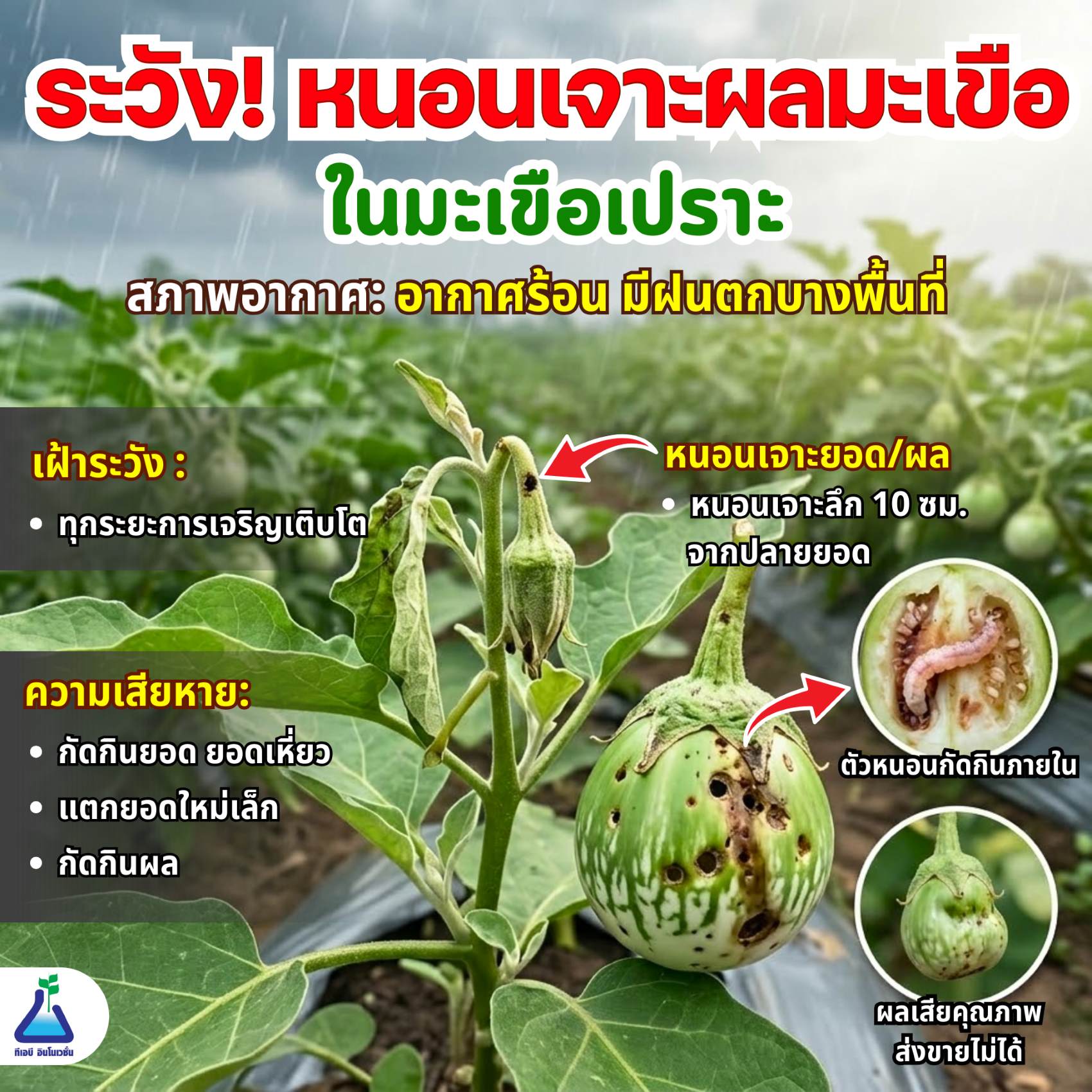 ระวัง! หนอนเจาะผลมะเขือ ในมะเขือเปราะ
