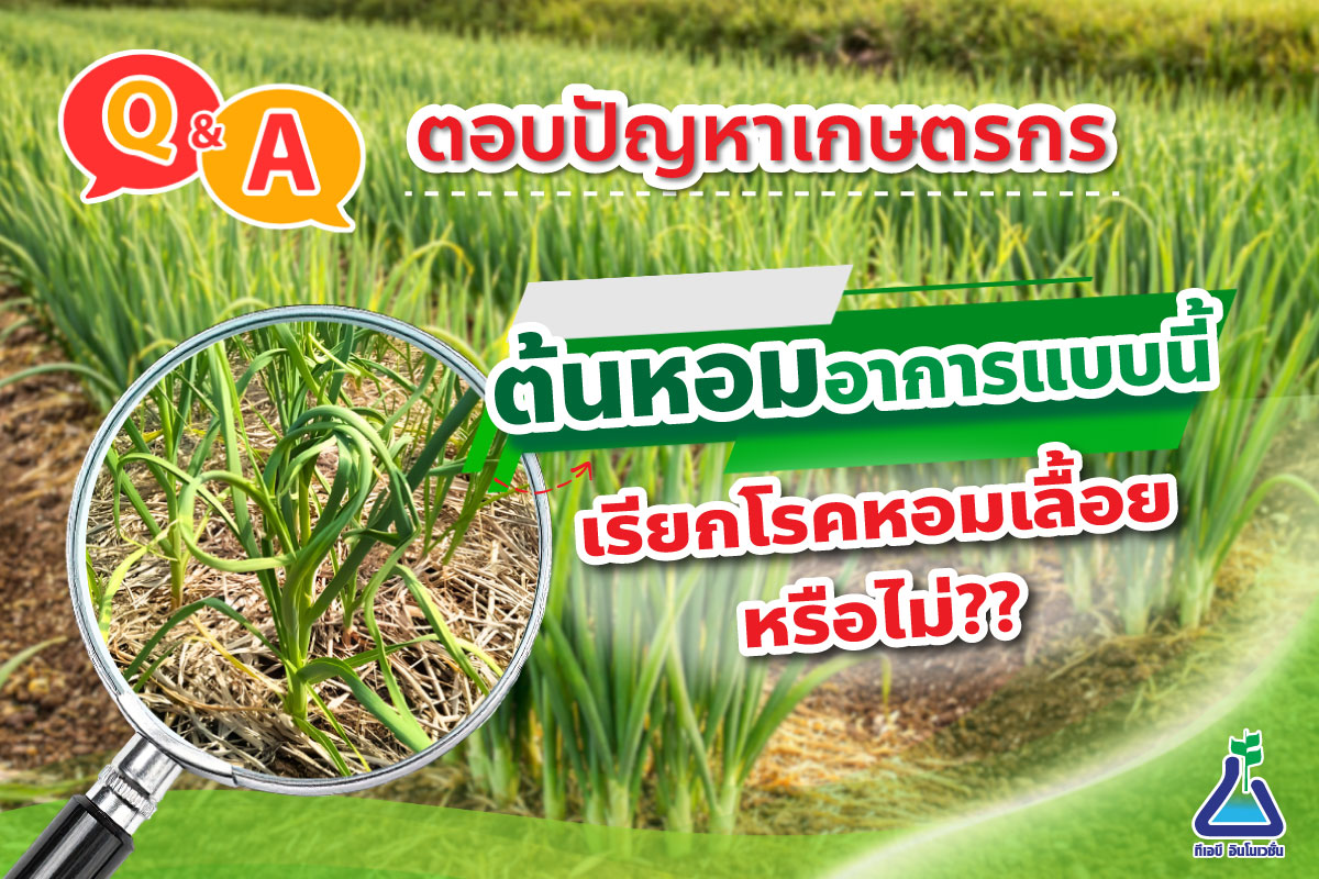 ต้นหอมอาการแบบนี้เรียกโรคหอมเลื้อยหรือไม่??