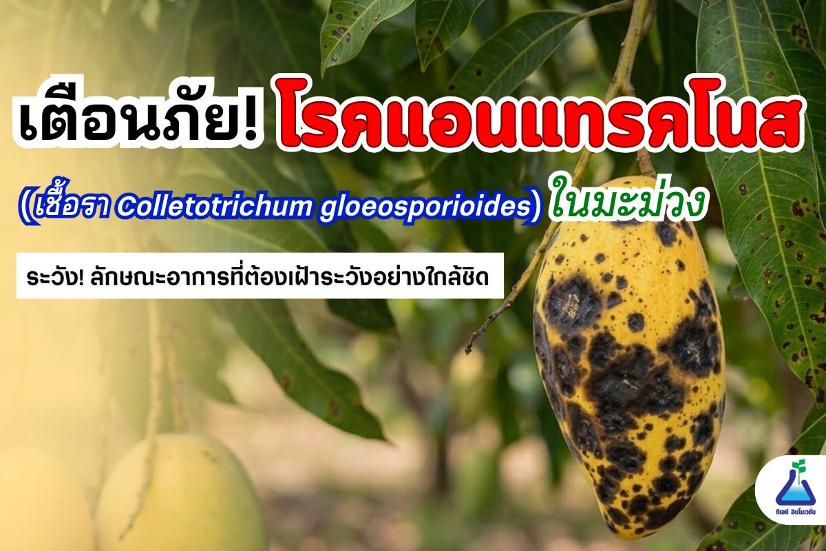 เตือนให้เฝ้าระวัง โรคแอนแทรคโนส (เชื้อรา Colletotrichum gloeosporioides) ในมะม่วง