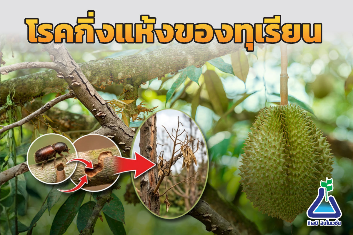 โรคกิ่งแห้งของทุเรียน