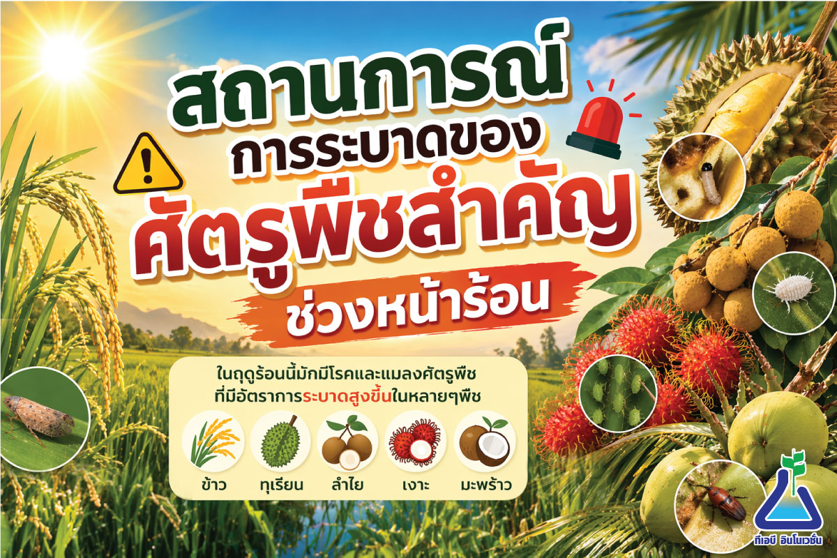 สถานการณ์การระบาดของศัตรูพืชสำคัญช่วงหน้าร้อน