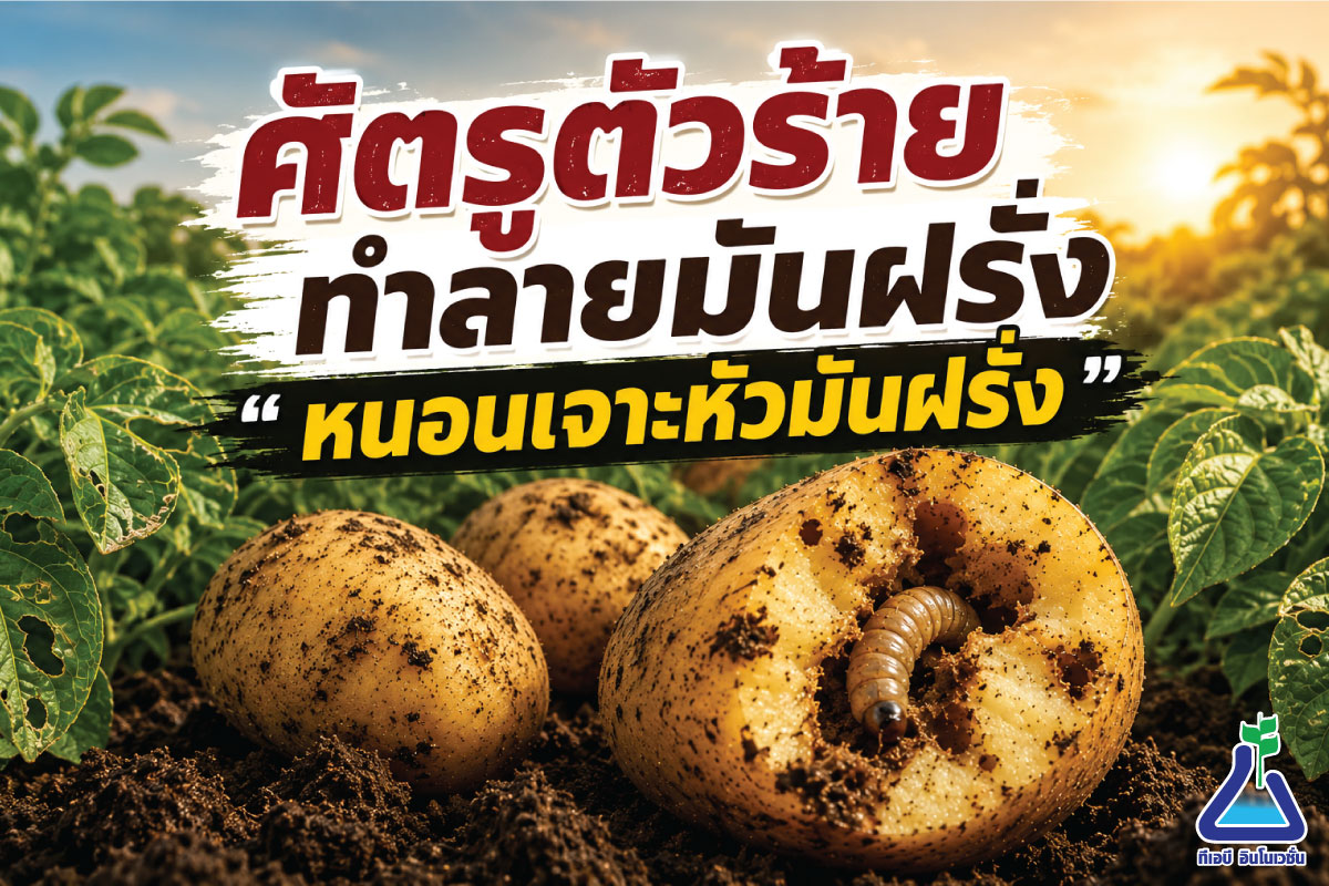 ศัตรูตัวร้ายทำลายมันฝรั่ง &ldquo; หนอนเจาะหัวมันฝรั่ง&rdquo;