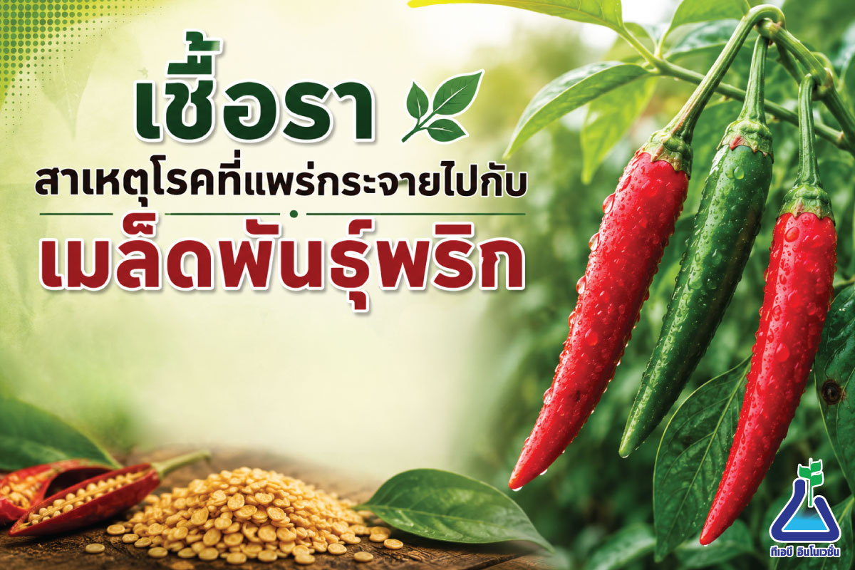 เชื้อราสาเหตุโรคที่แพร่กระจายไปกับเมล็ดพันธุ์พริก