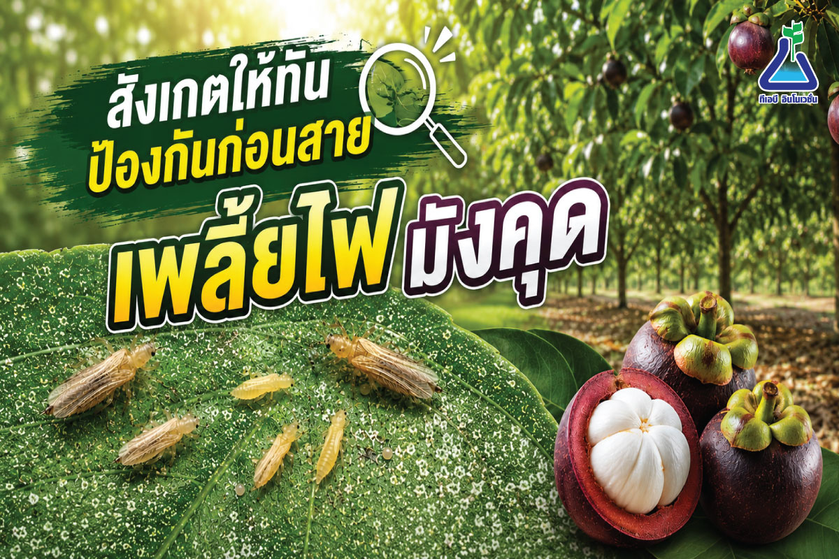 สังเกตให้ทัน ป้องกันก่อนสาย เพลี้ยไฟมังคุด