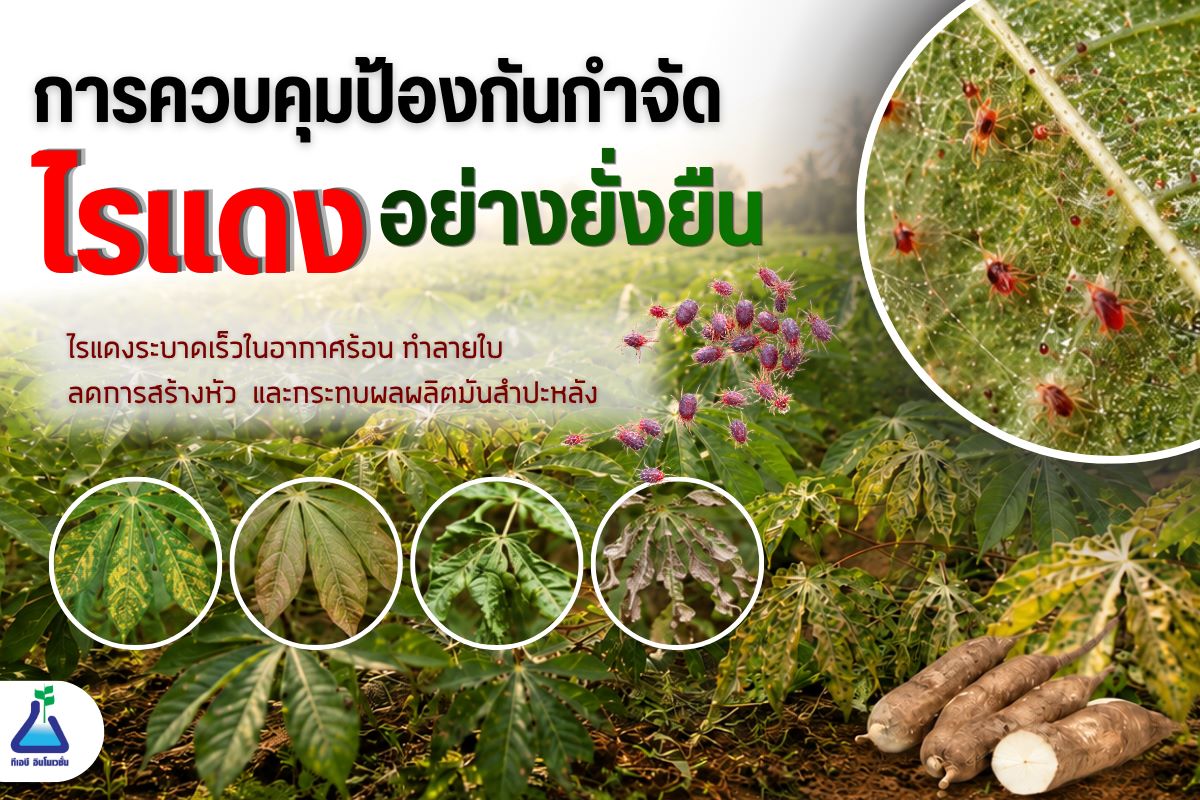 การควบคุมป้องกันกำจัดไรแดงอย่างยั่งยืน