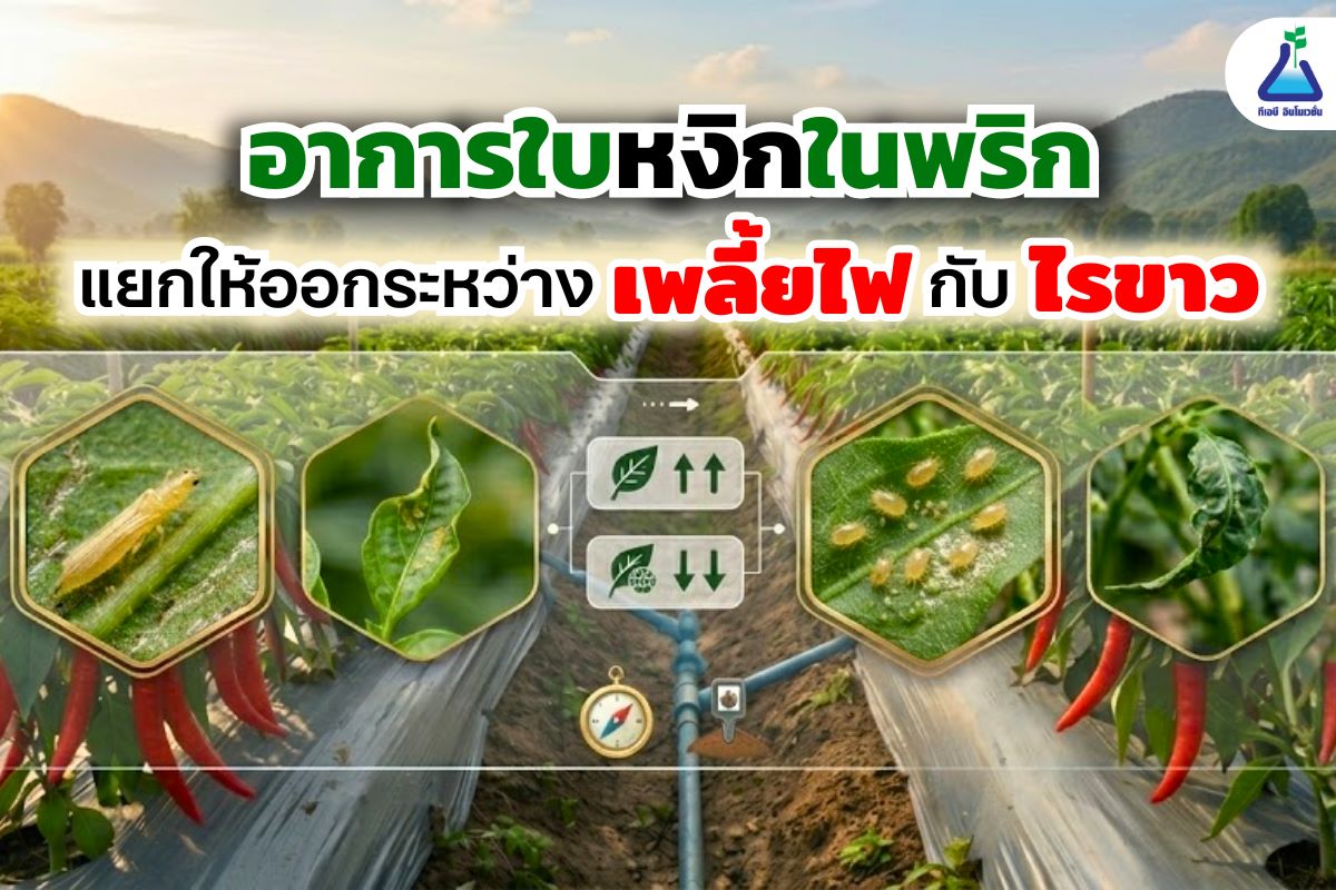 เตือนภัยเกษตกร ใบหงิกในต้นพริกเกิดจากเพลี้ยไฟหรือไรขาว?