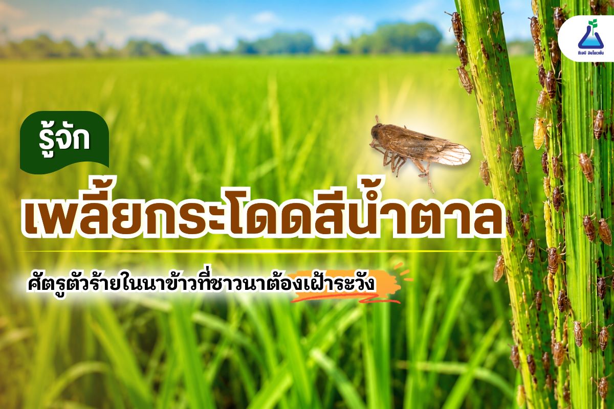 รู้จัก “เพลี้ยกระโดดสีน้ำตาล”  ศัตรูตัวร้ายในนาข้าวที่ชาวนาต้องเฝ้าระวัง