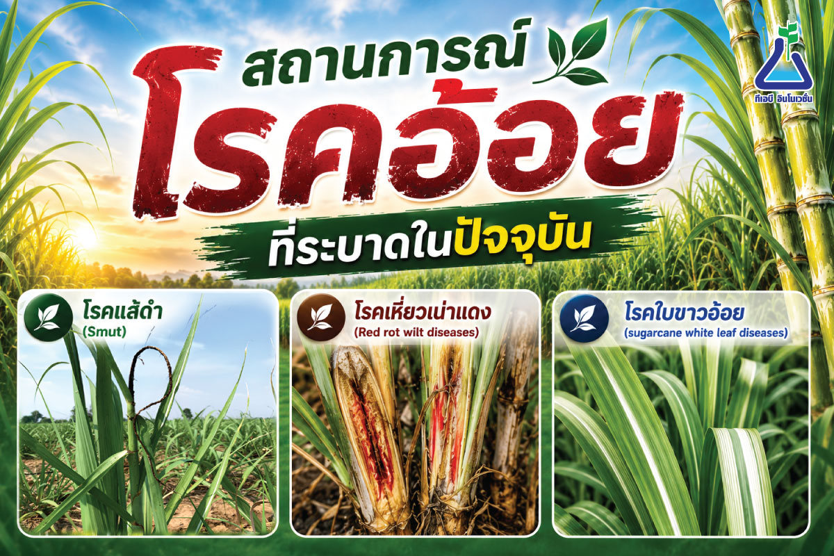 สถาณการ์โรคอ้อยที่ระบาดในปัจจุบัน