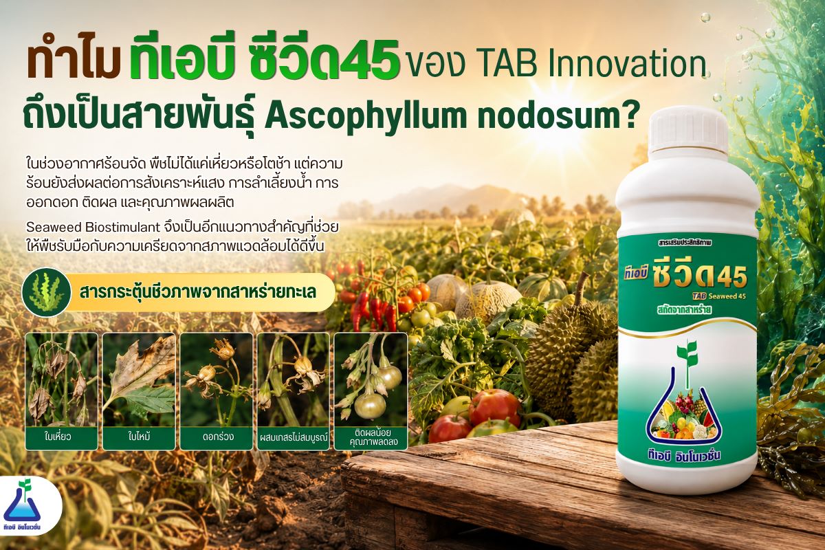 ทำไม ทีเอบี ซีวีด 45 ของ TAB Innovation ถึงเป็นสายพันธุ์ Ascophyllum nodosum ?