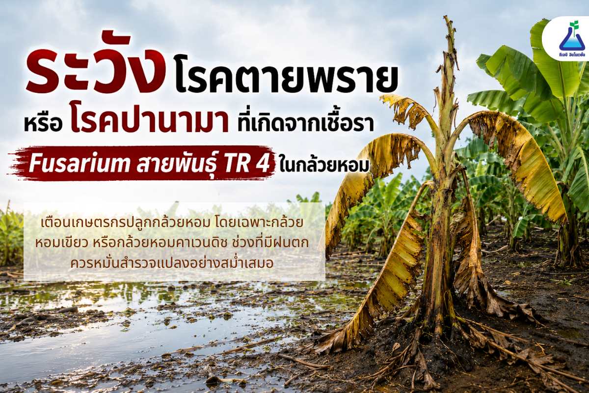 ระวัง &ldquo;โรคตายพราย&rdquo; หรือ &ldquo;โรคปานามา&rdquo;จากเชื้อรา Fusarium สายพันธุ์ TR4