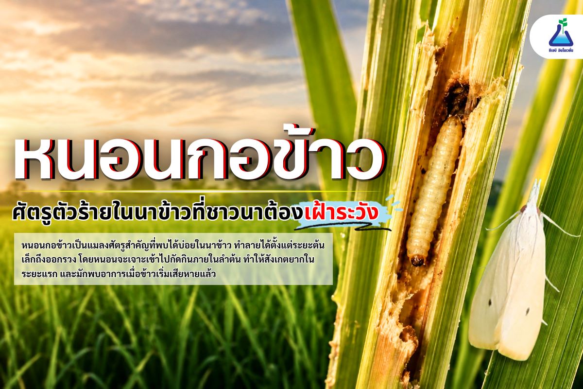 หนอนกอข้าว ศัตรูตัวร้ายในนาข้าว ที่ชาวนาต้องเฝ้าระวัง!