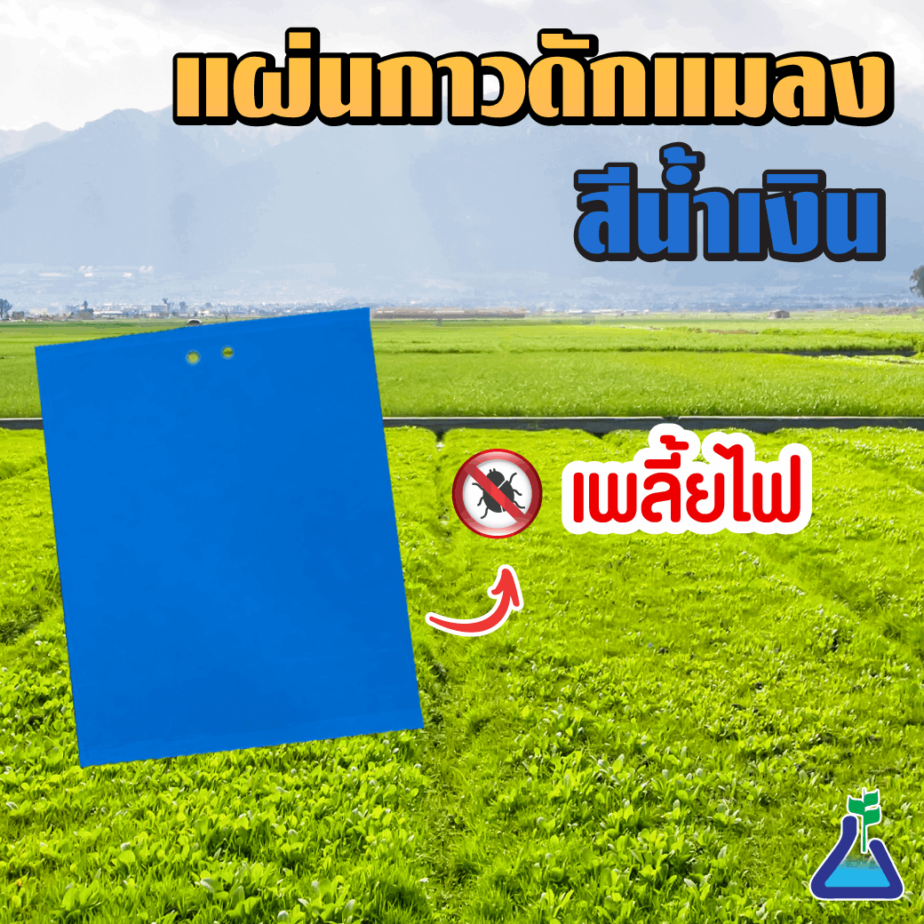 แผ่นกาวดักแมลง (สีฟ้า)