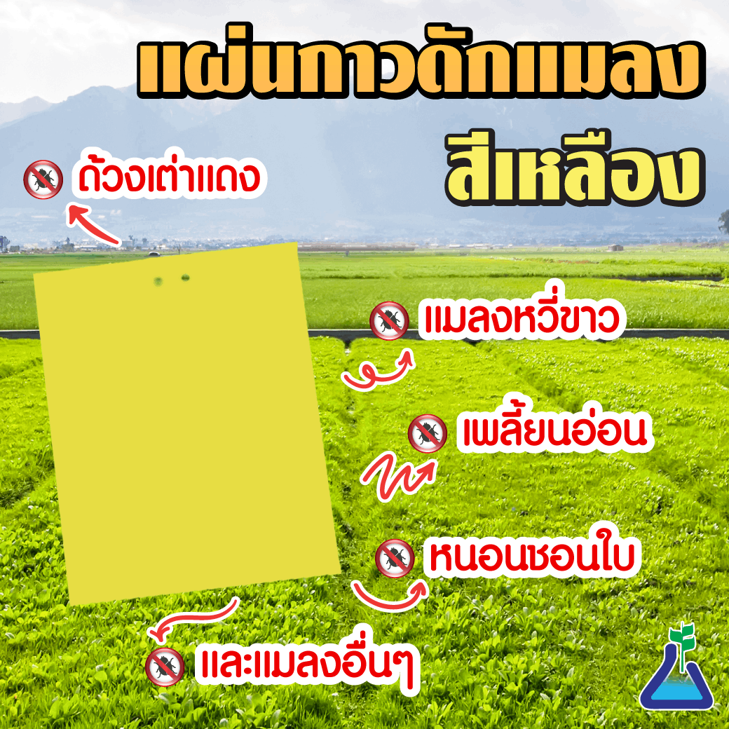 แผ่นกาวดักแมลง (สีเหลือง)