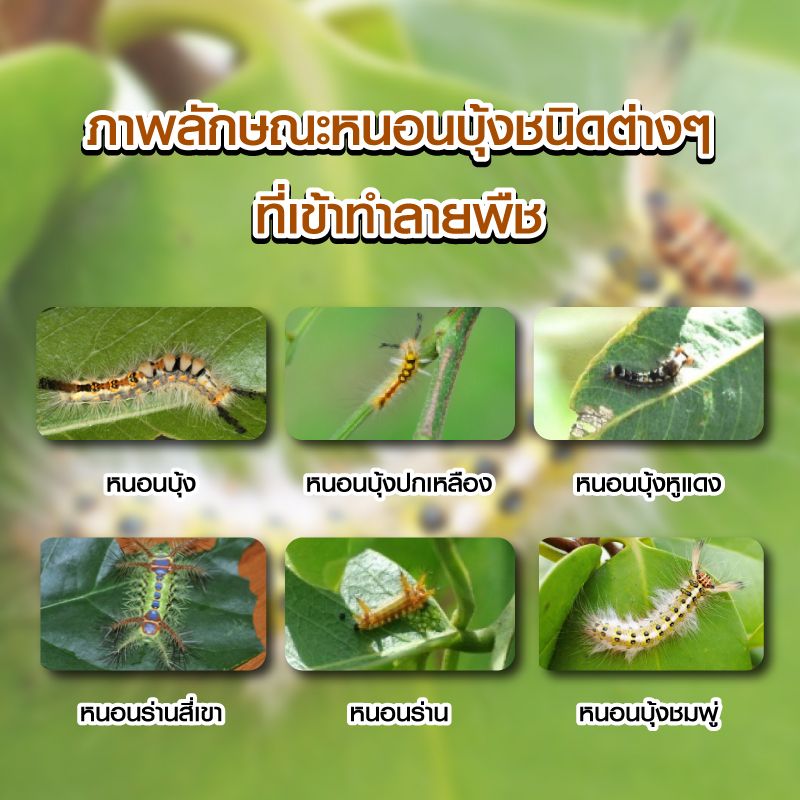 ลักษณะหนอนบุ้งชนิดต่าง ๆ
