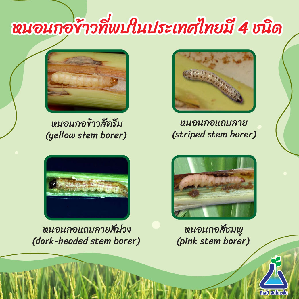 หนอนกอข้าว 4 ชนิดในไทย ควรใช้ยาอะไร
