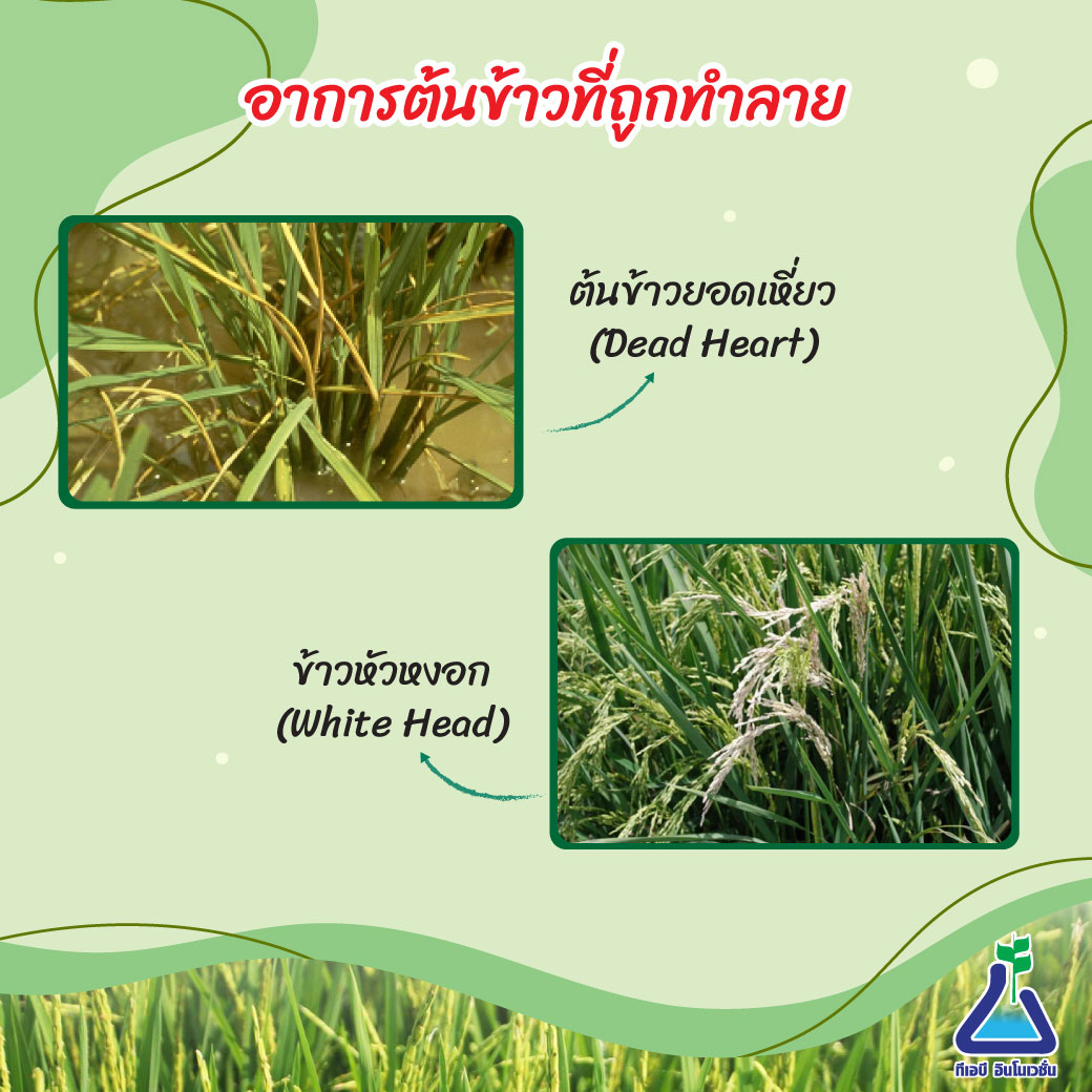 การใช้ยาฉีดหนอนกอข้าว แมลงที่ทำลายต้นข้าว